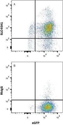 Flow Cytometry: Ferroportin/SLC40A1 Antibody (1308C) - BSA Free [NBP2-75923]