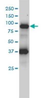 Western Blot: Fes Antibody (3A3-1E5) [H00002242-M01]