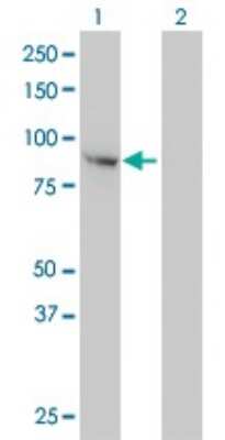 Western Blot: Fes Antibody (3A3-1E5) [H00002242-M01]