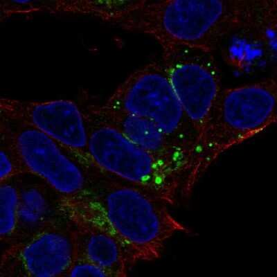 Immunocytochemistry/ Immunofluorescence: Fetuin A/AHSG Antibody [NBP1-90303]