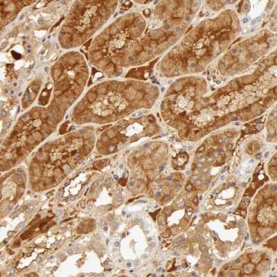 Immunohistochemistry-Paraffin: Fetuin A/AHSG Antibody [NBP1-90302]