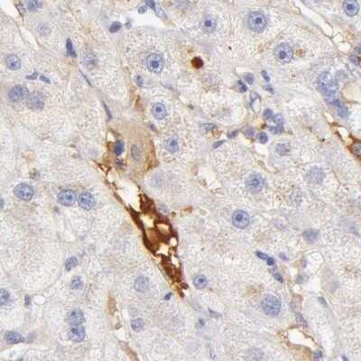 Immunohistochemistry-Paraffin: Fetuin A/AHSG Antibody [NBP1-90302]