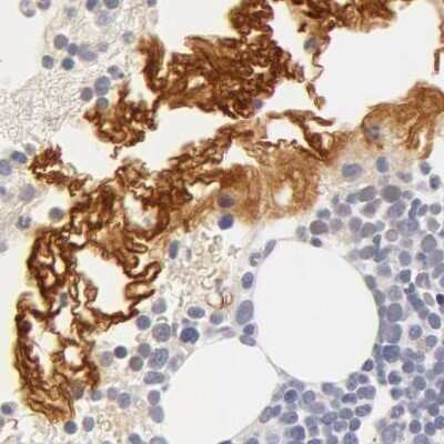Immunohistochemistry-Paraffin: Fetuin A/AHSG Antibody [NBP1-90302]