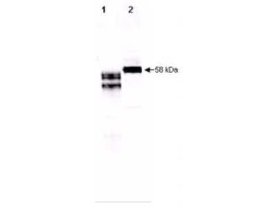 Western Blot: Fetuin A/AHSG Antibody [NBP1-02152]