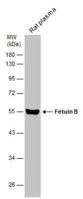 Western Blot: Fetuin Antibody [NBP2-16470]