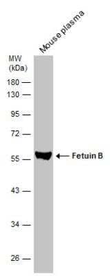 Western Blot: Fetuin Antibody [NBP2-16470]