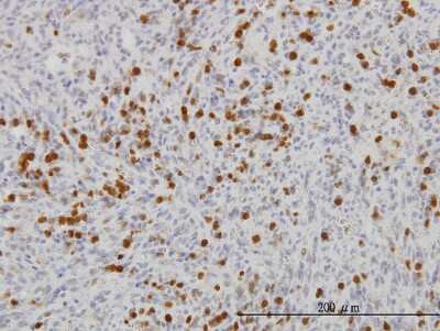 Immunohistochemistry-Paraffin: Fgr Antibody (1B12) [H00002268-M03]