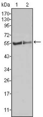 Western Blot: Fgr Antibody (6G2)BSA Free [NBP1-47536]