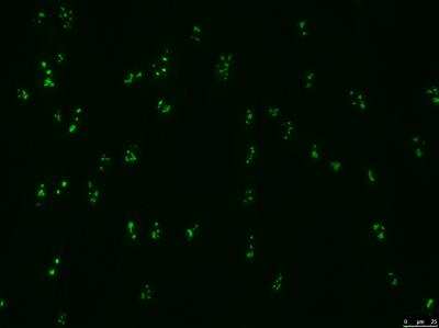 Immunocytochemistry/ Immunofluorescence: Fibrillarin Antibody (38F3) [NB300-269]