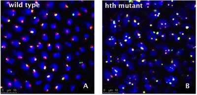 Immunocytochemistry/ Immunofluorescence: Fibrillarin Antibody (38F3) [NB300-269]