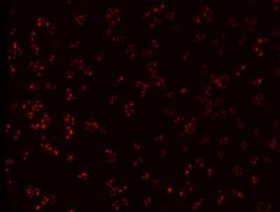 Immunocytochemistry/ Immunofluorescence: Fibrillarin Antibody (38F3) [NB300-269]