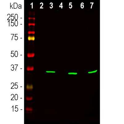 Western Blot: Fibrillarin Antibody (38F3) [NB300-269]