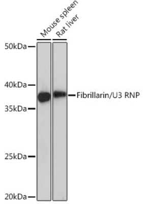 Western Blot: Fibrillarin Antibody (9J5O2) [NBP3-15312]