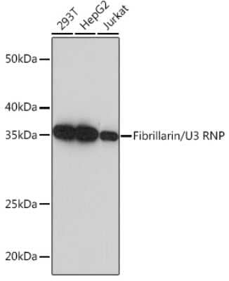 Western Blot: Fibrillarin Antibody (9J5O2) [NBP3-15312]