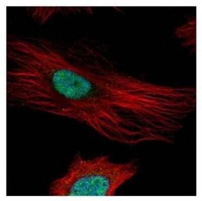 Immunocytochemistry/ Immunofluorescence: Fibrillarin Antibody [NBP2-16492]