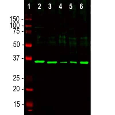 Western Blot: Fibrillarin Antibody [NBP2-46881]