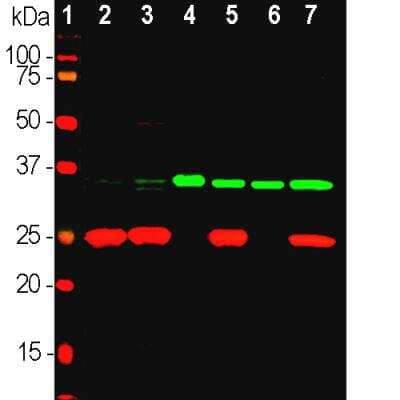 Western Blot: Fibrillarin Antibody [NBP3-05533]