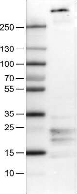 Western Blot: Fibrillin 1 Antibody (CL0225) [NBP2-52885]