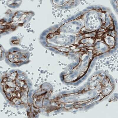 Immunohistochemistry-Paraffin: Fibrillin 1 Antibody (CL0226) [NBP2-52886]