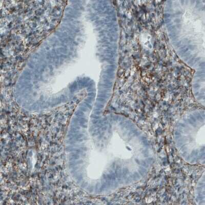 Immunohistochemistry-Paraffin: Fibrillin 1 Antibody (CL0226) [NBP2-52886]