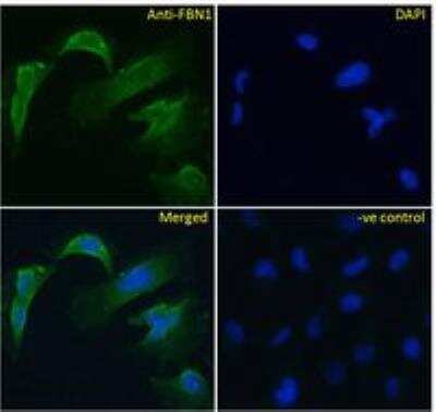 Immunocytochemistry/ Immunofluorescence: Fibrillin 1 Antibody [NBP1-46120]