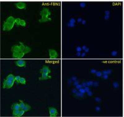 Immunocytochemistry/ Immunofluorescence: Fibrillin 1 Antibody [NBP1-46120]