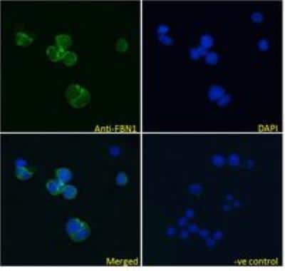 Immunocytochemistry/ Immunofluorescence: Fibrillin 1 Antibody [NBP1-46120]