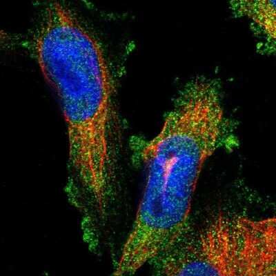 Immunocytochemistry/ Immunofluorescence: Fibrillin 1 Antibody [NBP1-84722]