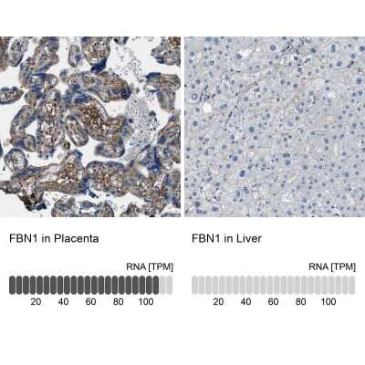 Immunohistochemistry-Paraffin: Fibrillin 1 Antibody [NBP1-84723]