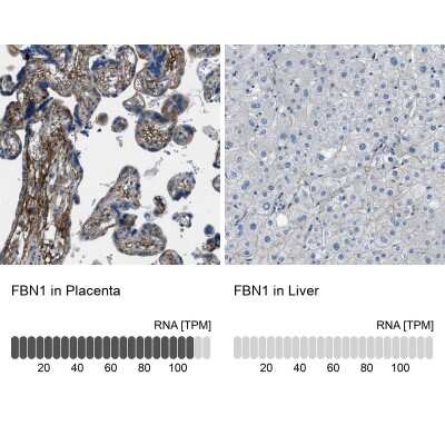 Immunohistochemistry-Paraffin: Fibrillin 1 Antibody [NBP1-84723]