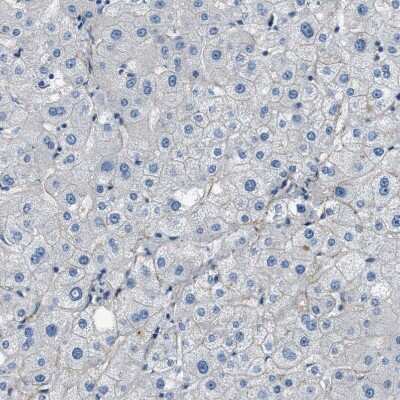 Immunohistochemistry-Paraffin: Fibrillin 1 Antibody [NBP1-84723]