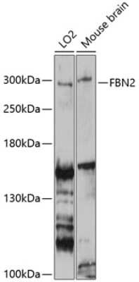 Western Blot: Fibrillin 2 AntibodyAzide and BSA Free [NBP3-03631]