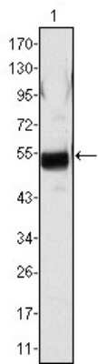 Western Blot: Fibrinogen beta chain Antibody (1F9)BSA Free [NBP1-47442]