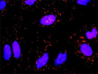 Proximity Ligation Assay: Fibrinogen gamma chain Antibody (1F2) [H00002266-M01]