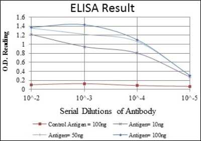 ELISA: Fibrinogen gamma chain Antibody (5A6) - BSA Free [NBP2-37560]