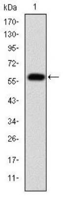 Western Blot: Fibrinogen gamma chain Antibody (5A6)BSA Free [NBP2-37560]