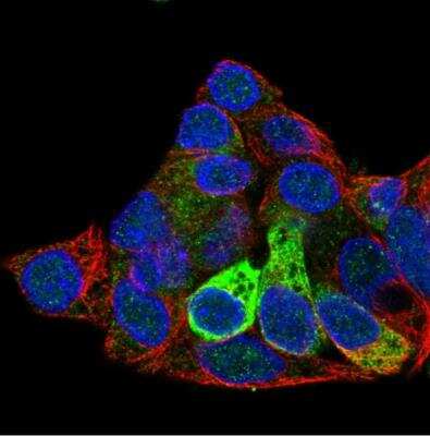 Immunocytochemistry/ Immunofluorescence: Fibrinogen beta chain Antibody [NBP1-90956]