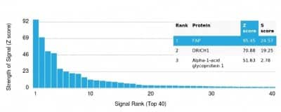 Protein Array: Fibroblast Activation Protein alpha/FAP Antibody (FAP/4851) - Azide and BSA Free [NBP3-14219]