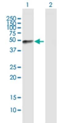 Western Blot: Fibromodulin/FMOD Antibody [H00002331-B01P]