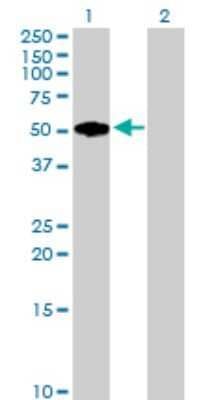 Western Blot: Fibromodulin/FMOD Antibody [H00002331-B02P]