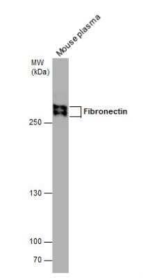 Western Blot: Fibronectin Antibody [NBP1-31369]