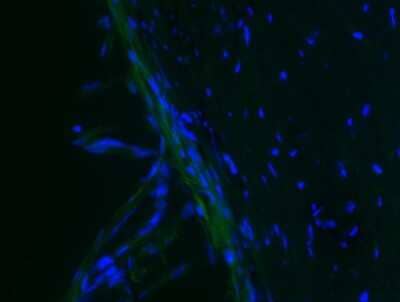 Immunohistochemistry-Frozen: Fibronectin Antibody - BSA Free [NBP1-91258]