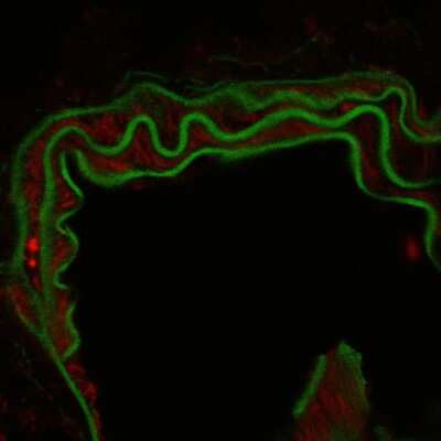 Immunohistochemistry-Frozen: Fibronectin Antibody - BSA Free [NBP1-91258]