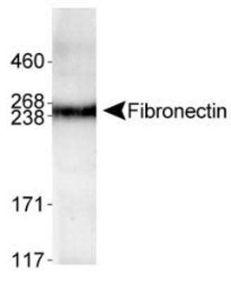 Western Blot: Fibronectin AntibodyBSA Free [NBP1-91258]