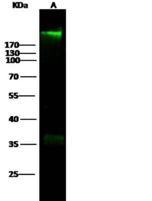 Western Blot: Fibronectin Antibody (014) [NBP2-89407]