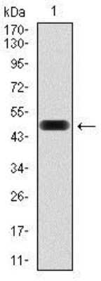 Western Blot: Fibronectin Antibody (2F4)Azide and BSA Free [NBP2-80737]