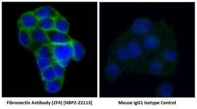 Immunocytochemistry/ Immunofluorescence: Fibronectin Antibody (2F4) - BSA Free [NBP2-22113]