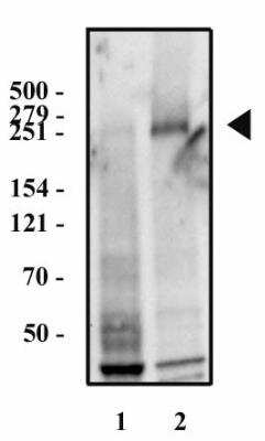 Western Blot: Fibronectin Antibody (2F4)BSA Free [NBP2-22113]