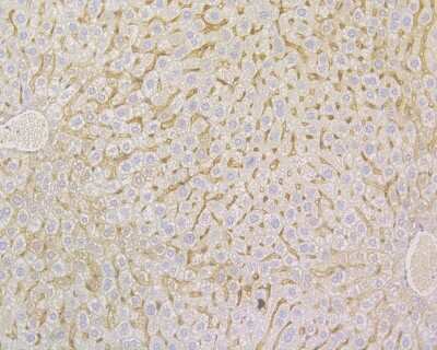 Immunohistochemistry-Paraffin: Fibronectin Antibody (JF0582) [NBP2-66845]