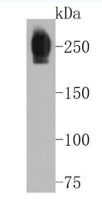 Western Blot: Fibronectin Antibody (JF0582) [NBP2-66845]